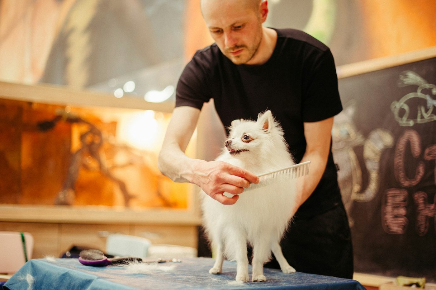 A pet groomer trimming a dog's fur