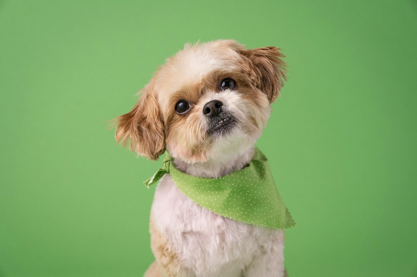 Matted rescue to finished groom — after