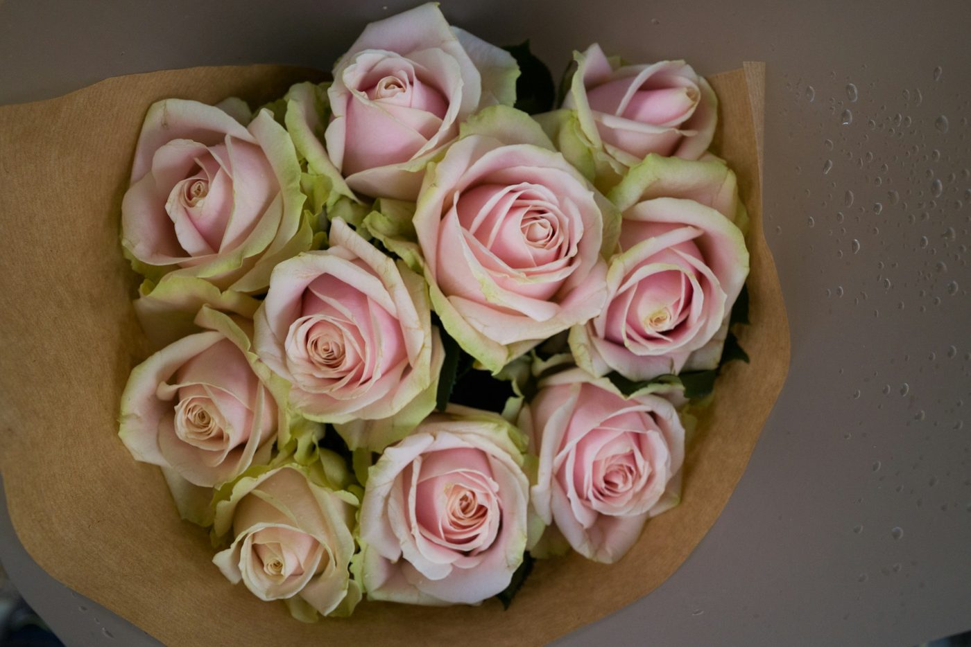 Garden roses in season