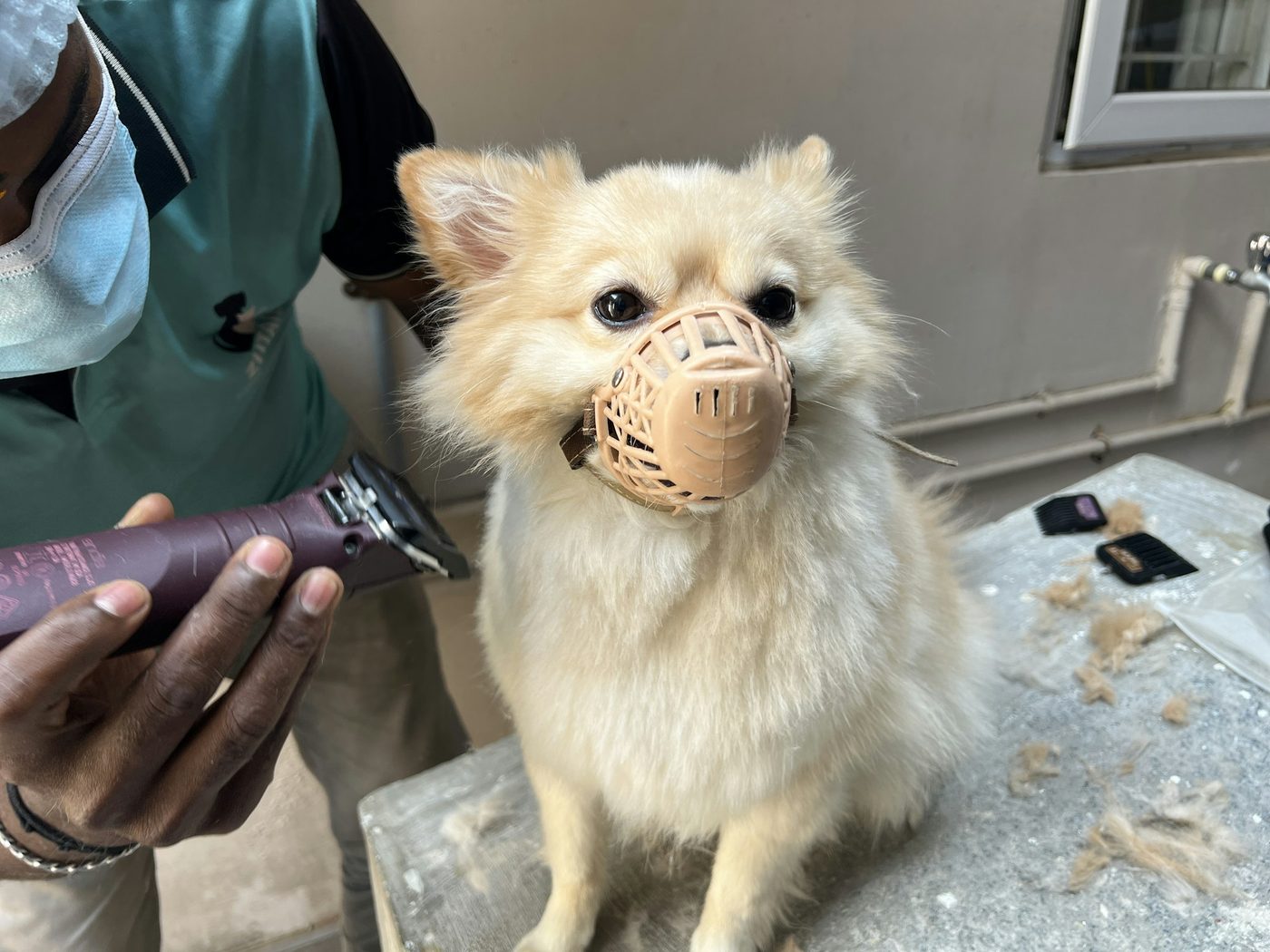 Full groom — large breed